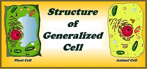 Generalized Cell Structure 的图像结果