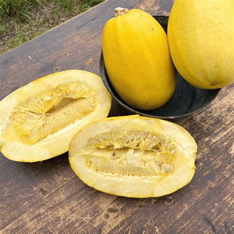 Spaghetti Squash – Hudson Valley Seed Company