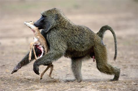 Image result for Baboon Predators