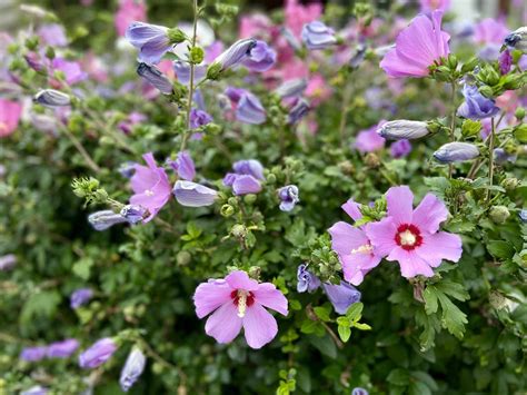 10 Summer-Blooming Shrubs That Can Handle The Heat