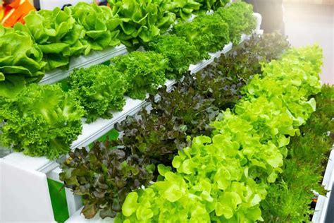 Basic Hydroponics for Beginners 的图像结果