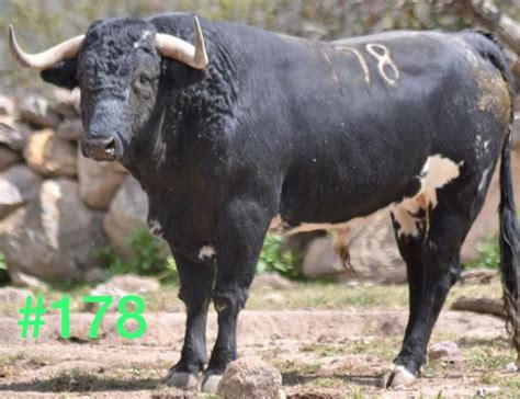 Listos, los toros de San Isidro Para el domingo en el “Sebastián Medina ...