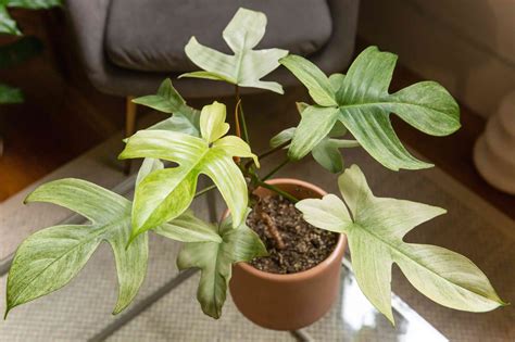 How to Grow and Care for Philodendron Florida Ghost