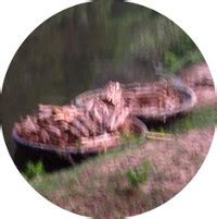 Protecting and Conserving the Forests | KANS