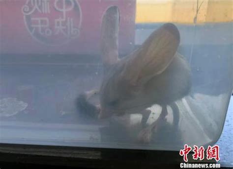 世界瀕危物種「長耳跳鼠」驚現新疆羌樓蘭機場 - 每日頭條