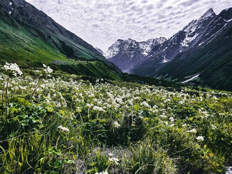 Valley of Flowers: परियों के देश जितनी खूबसूरत है फूलों की घाटी ...
