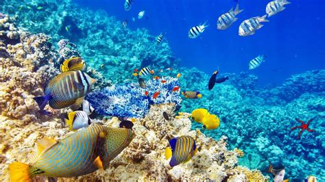 Beautiful Coral Reef Wallpapers - Top Free Beautiful Coral Reef ...