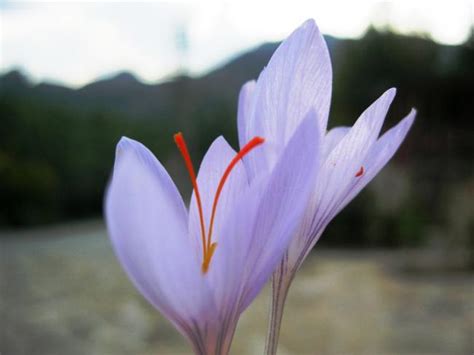 Bu bitkinin, çiçeğin adı budur (Cevaplanmış bitkiler) - Page 30 ...