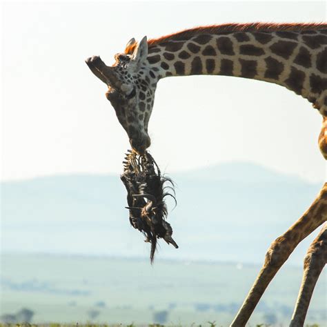 Do Giraffe Vomit at Phillip Dorsey blog