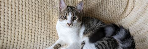 Understanding Moulting in Dogs and Cats - FOUR PAWS International ...