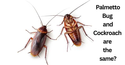 Image result for Gecko vs Cockroach