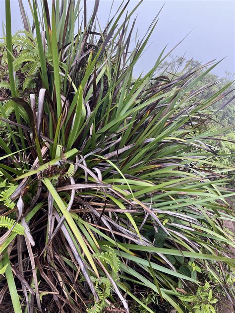 Native Hawaiian Plants: My Plant ID Guide — noahawaii