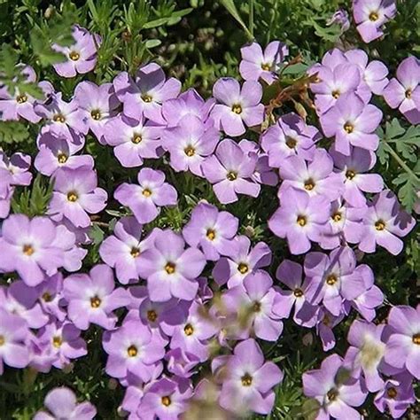 Lavender Linanthus Flower Seeds for Planting NON GMO Seeds - Dharaseeds