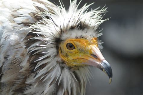 Endangered Egyptian Vultures Return to South Africa