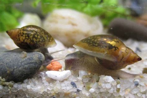 Natural Predators: What Fish Eat Bladder Snails In Your Tank