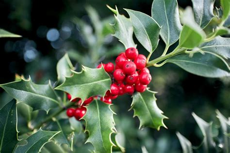The Holly Story: Thorns, Berries, and Ancient Meanings - Petal Republic