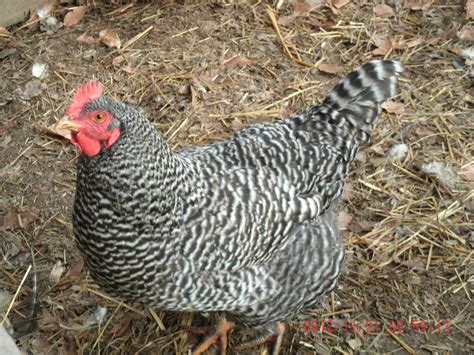 What Chickens Look Like Barred Rocks at Wilda Talley blog