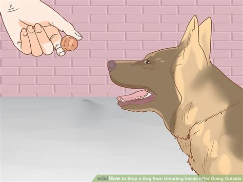 Stop Dogs Urinating Inside 的图像结果