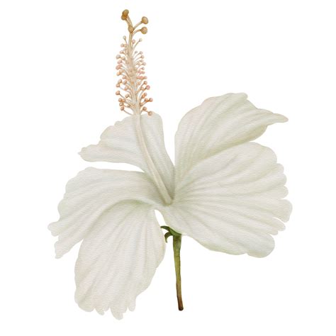 White Hibiscus Flowers