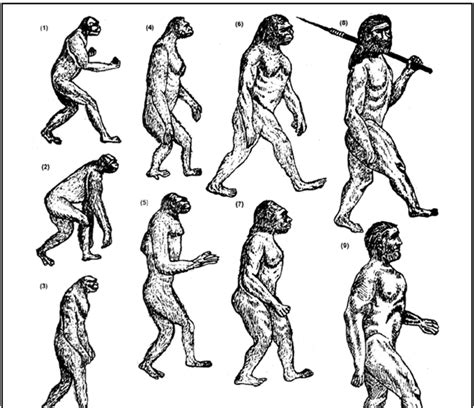 Origin and Evolution of Man - Science for ACT PDF Download