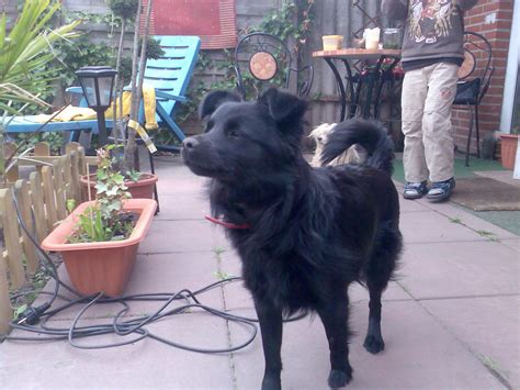 mischlingshund chiwawa terrier abzugeben in fehmarn | Tiere | Kleinanzeigen