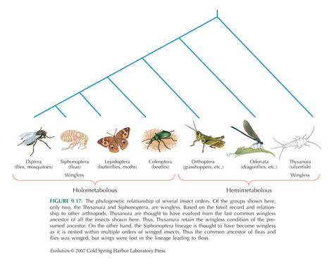Genus Of Insects