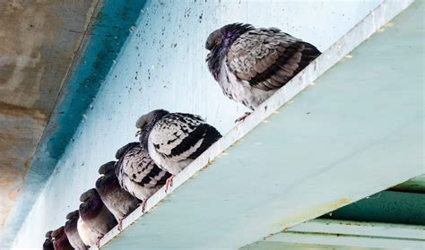 What Can You Do To Keep Birds From Pooping On Your Car at Dwayne Carson ...