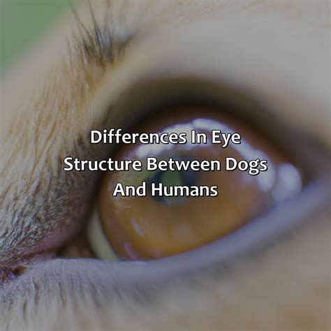 How Dogs See Humans 的图像结果