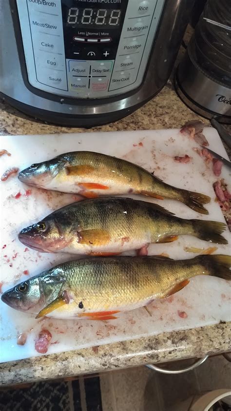 My PB yellow perch. It seems like every time I go out I find a bigger one. These are about ...
