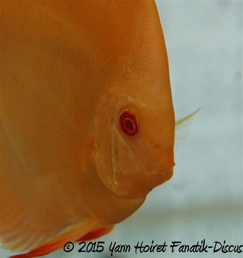 Image result for Discus Albinos