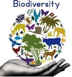 NCERT Class 6 Science Diversity In The Living World MCQ - Complete ...