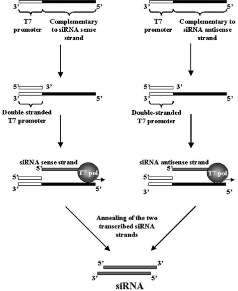 RNA Interference Diagram 的图像结果