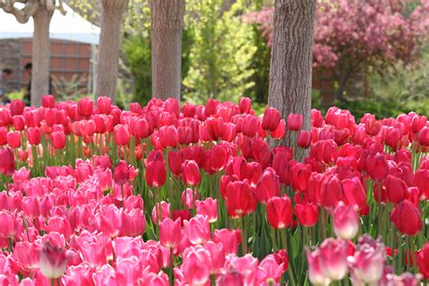 Thanksgiving Point Tulip Festival 2014 – Valley Gardens