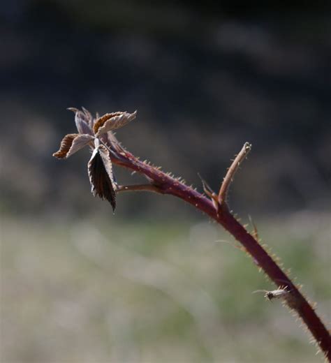 How to Trim Raspberry Bushes in Spring 的图像结果