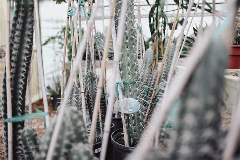 Southern Nurseries | Southern Nurseries