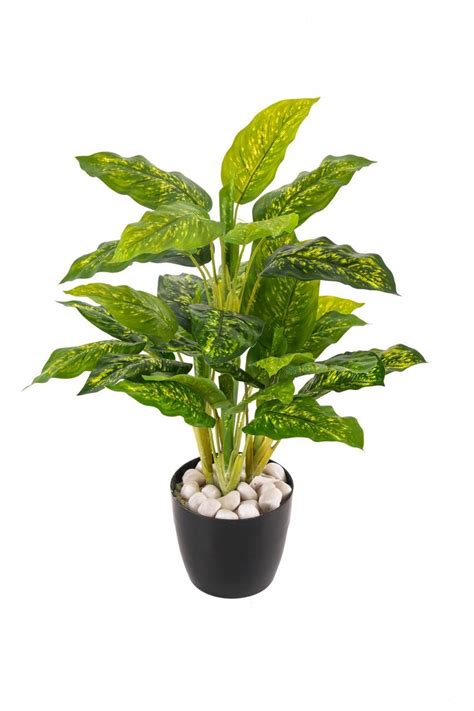 Artificial 5 Real Touch Diffen Bachia Plant (Without Pot) , Height -3 ...