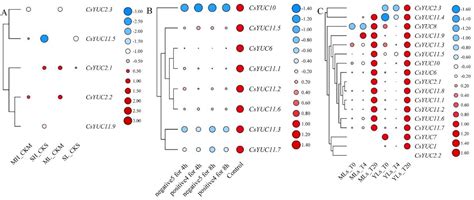 Genome-Wide Analysis and Expression Profiling of YUCCA Gene Family in ...