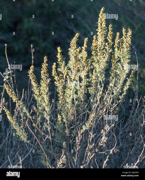 California sagebrush (Artemisia californica) Plantae Stock Photo - Alamy