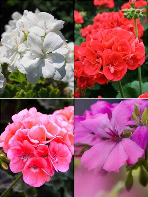 Geranium Flower Mix- Seeds – seed and plant