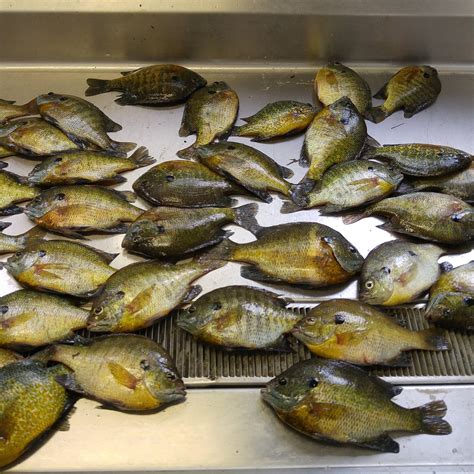 WOODLAND RESORT ON LAKE MILTONA - Ranch Reviews & Photos - Tripadvisor