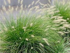 Image result for Little Bunny Dwarf Fountain Grass