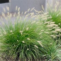 Image result for Little Bunny Ornamental Grass