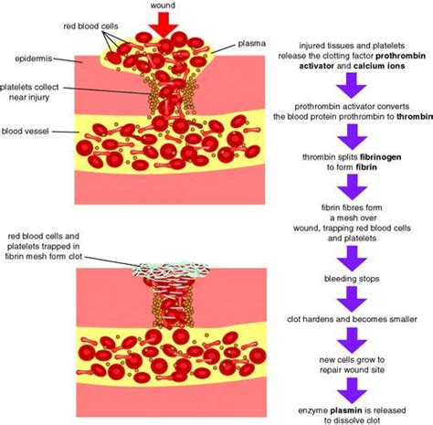 Process of Blood Clotting 的图像结果