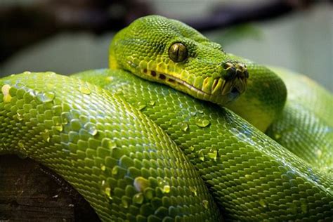 最吉利的十种梦见蛇 最吉利的十种梦见蛇是什么预兆 - 万年历
