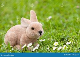 Image result for Daisy Rabbit