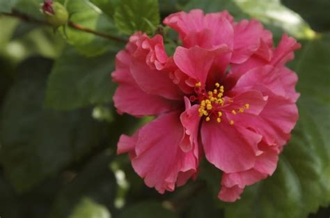 Consciousness one with the Divine Consciousness : flower
