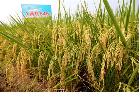 杂交水稻和转基因水稻的区别是什么？它的原理是什么？_稻渔综合种养_稻渔共生系统-农夫稻鱼网