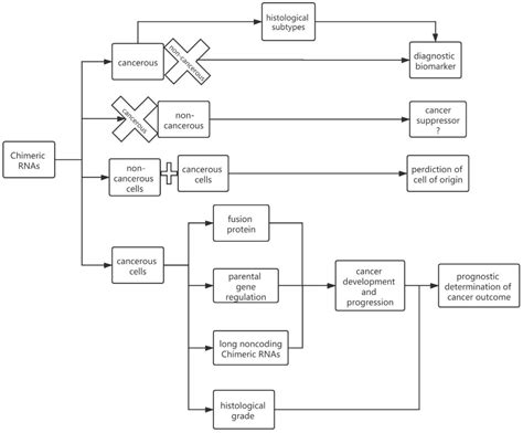Chimeric RNAs Discovered by RNA Sequencing and Their Roles in Cancer ...