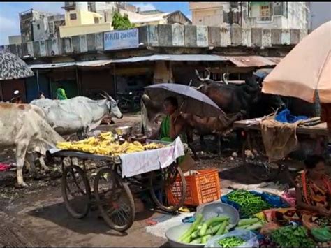 Lumpy virus threat in main vegetable market of Khambhat, Lumpy-affected ...