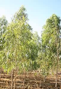 ECOFLORA Eucalyptus, Safeda Medicinal Live Plant : Amazon.in: Garden ...